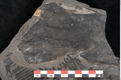 Foto (Detailansicht) von Plantae indet.  (NHMW-GEO-2024-0188-11382)
